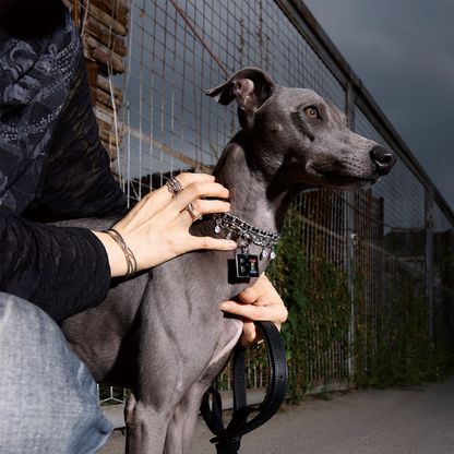 Paws Park Pet Tag Set