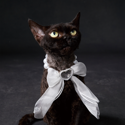 Paws Park Pet Collar & Necklace