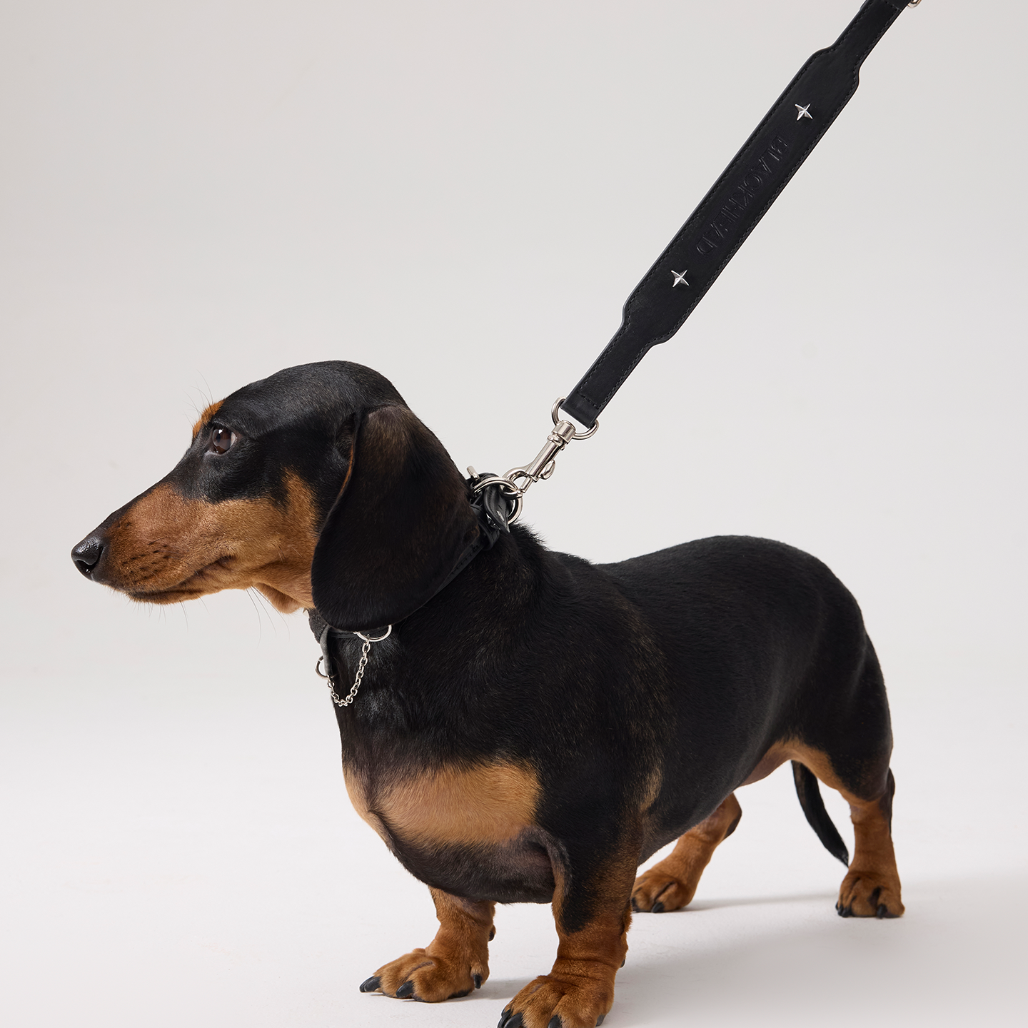 Starburst Microfiber Leather Pet Leash